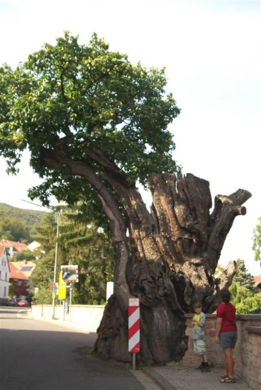 Alte Kastanie Dannenfels 2002